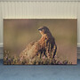 32x20 inch Canvas.